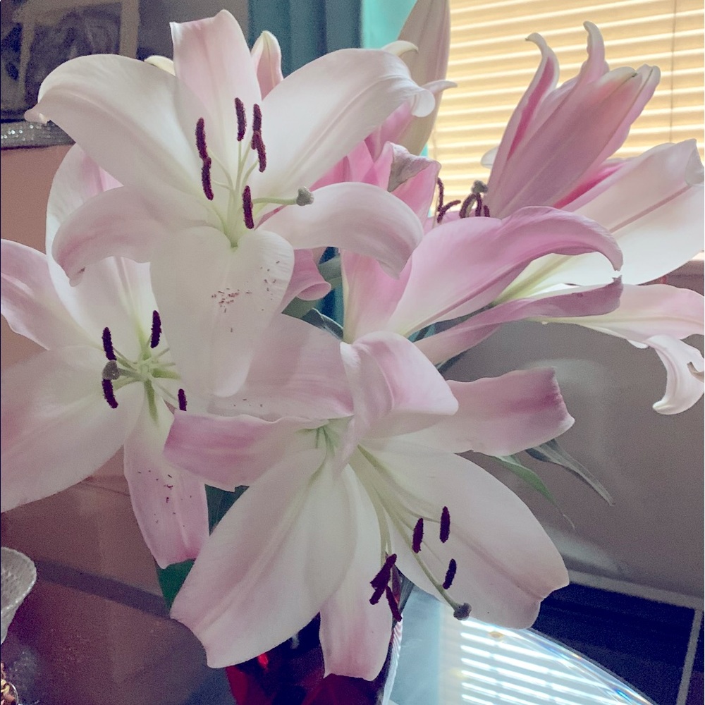 Meet your Posher, Nef